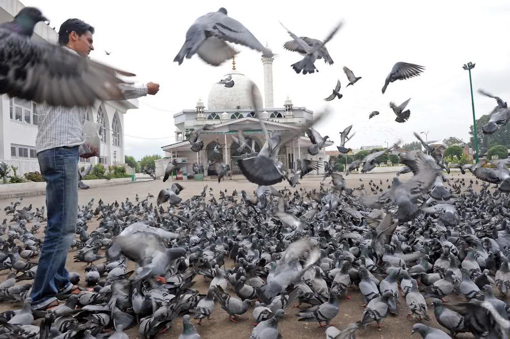 pigeon-feeding