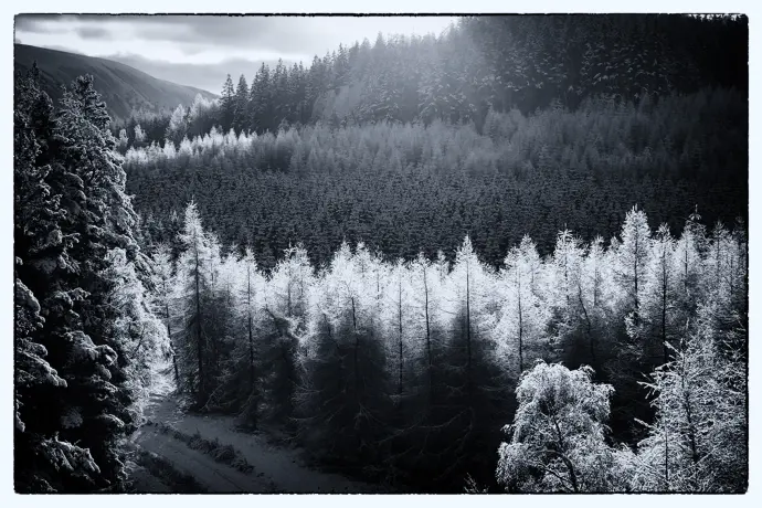 Dru_JCP_cairngormtrees01mono