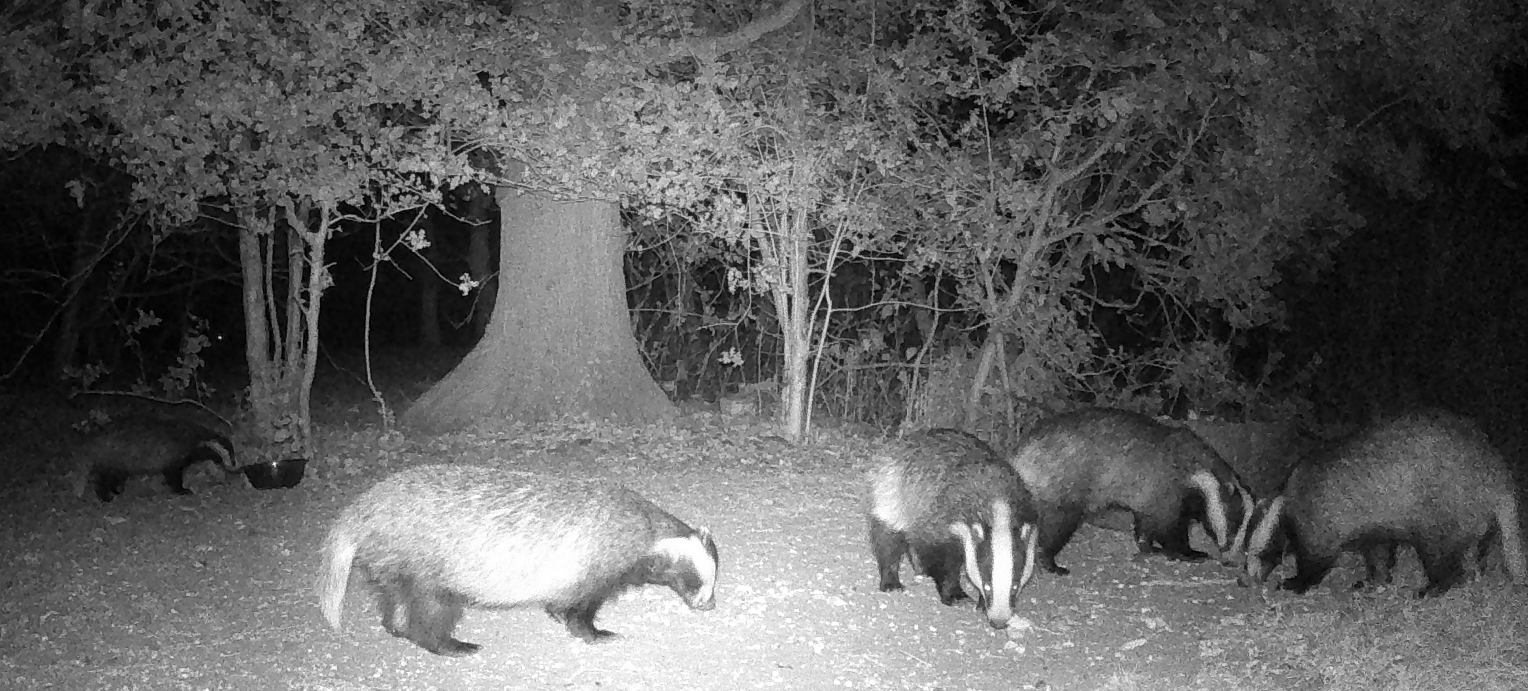 badgers-non-drone-photos-video-grey-arrows-drone-club-uk