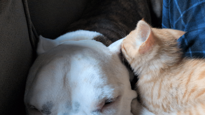 PXL_20250522_200205555.NS-01.COVER-ezgif.com-video-to-gif-converter