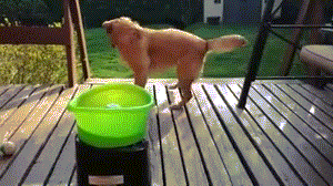 dog-fetch-ball-machine