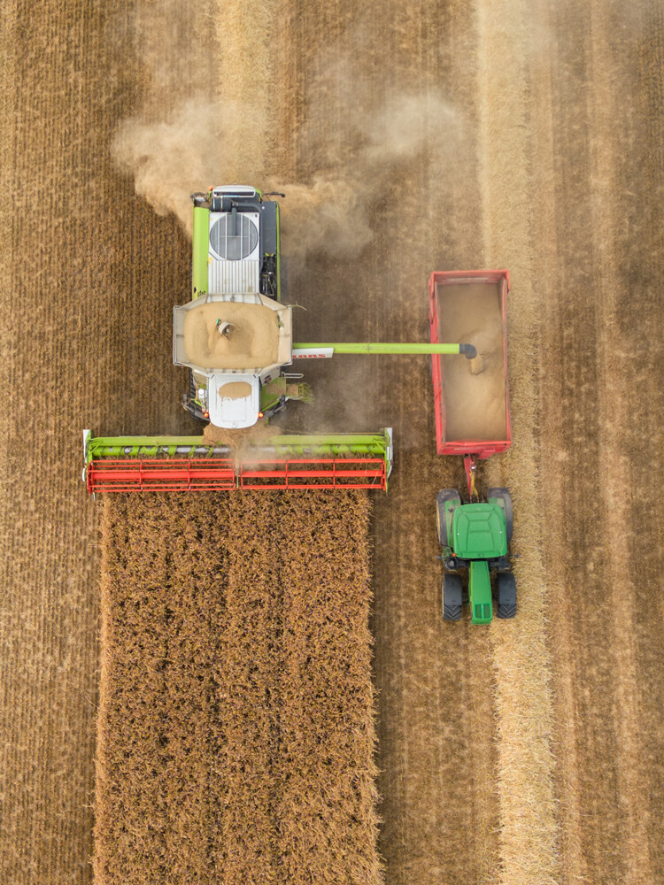 Bringing in the harvest, Abbots Langley, Hertfordshire Photos by